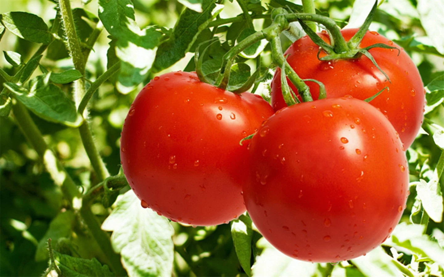 Natural Plant Extract Tomato Extract Powder 5% 10% Lycopene