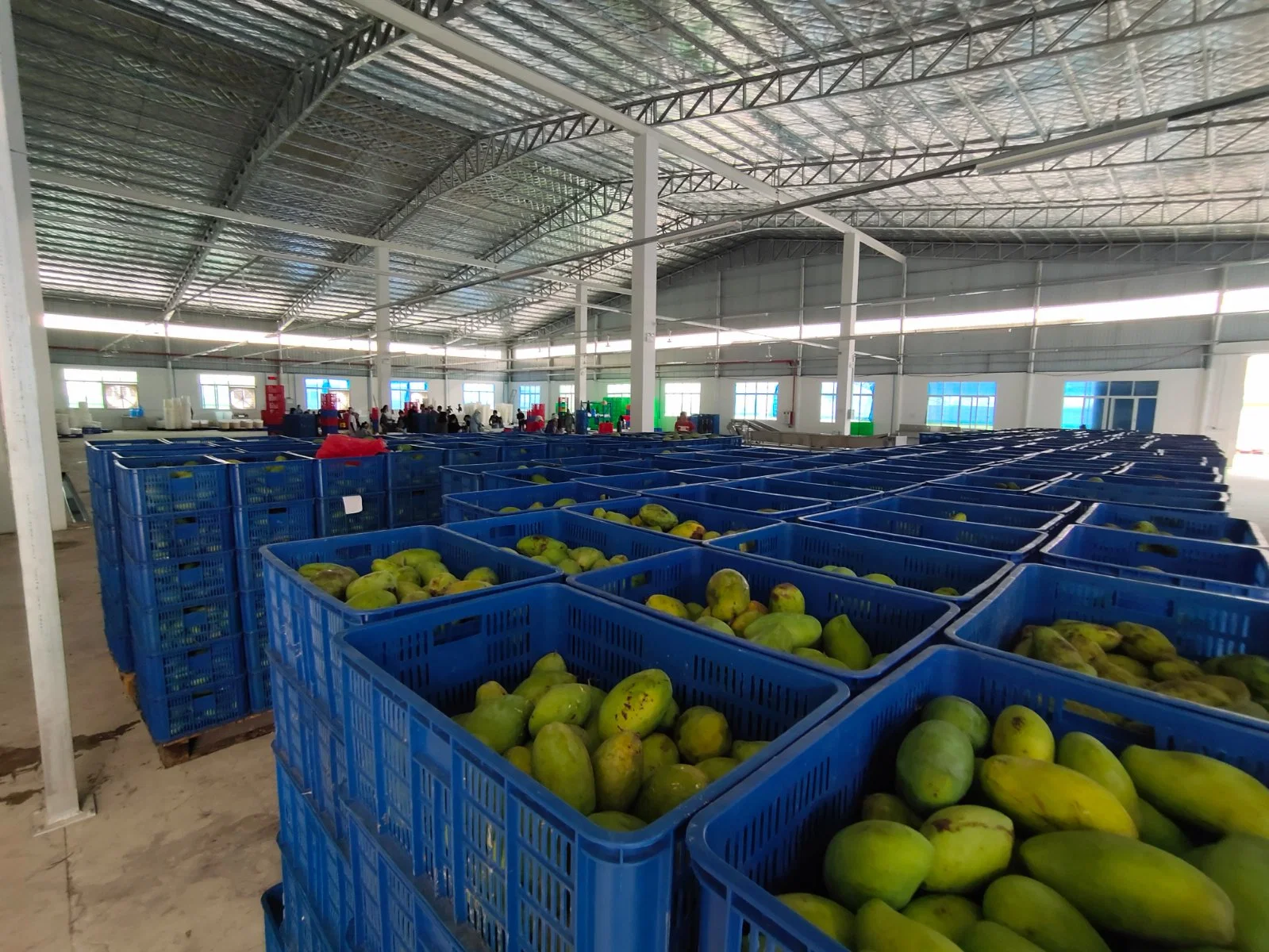 Fuits séchés confits conserve Mango Slice, fournisseur de mangues séchées