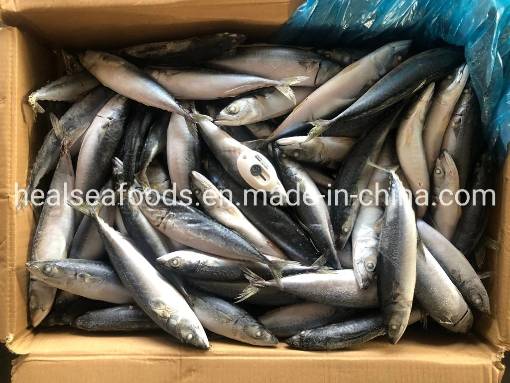 Size 100-150g No. 10 Sea Frozen Pacific Mackerel Thomson Fish for Rwanda