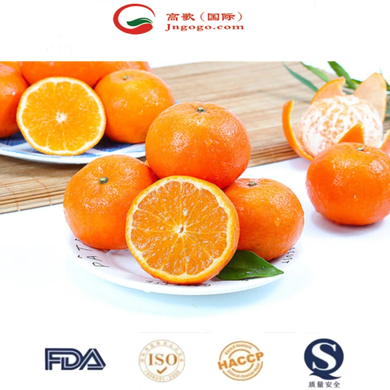 China Fresh Mandarin Sweet and High quality/High cost performance Mandarin Wogan Mandarin