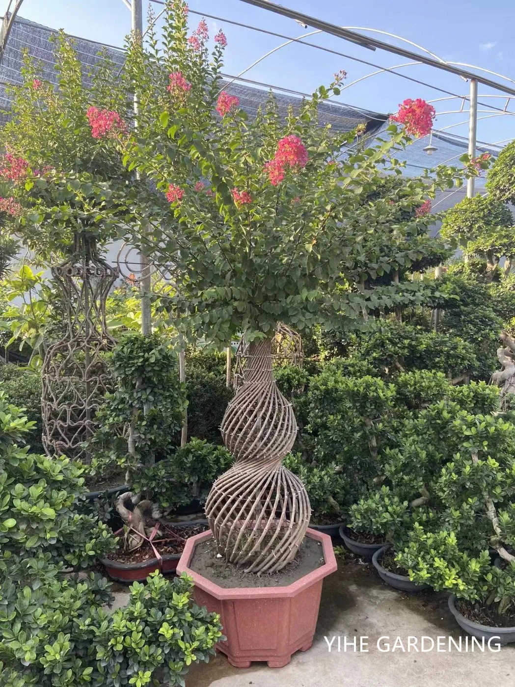 Las plantas vivas Lagerstroemia indica la forma de botella