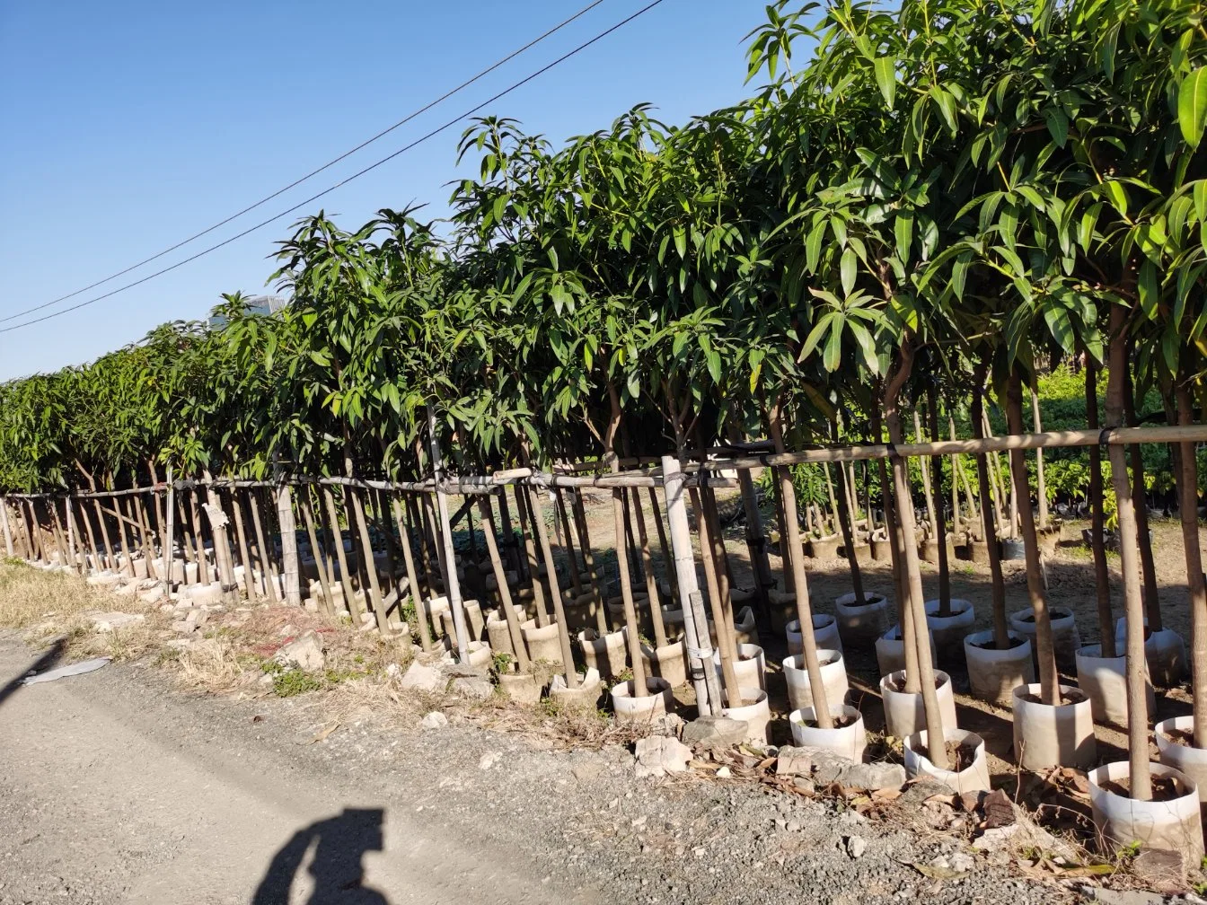 Lebende Pflanzen Mango Fruit Tree und Mangifera Indica Pfropfed Tree