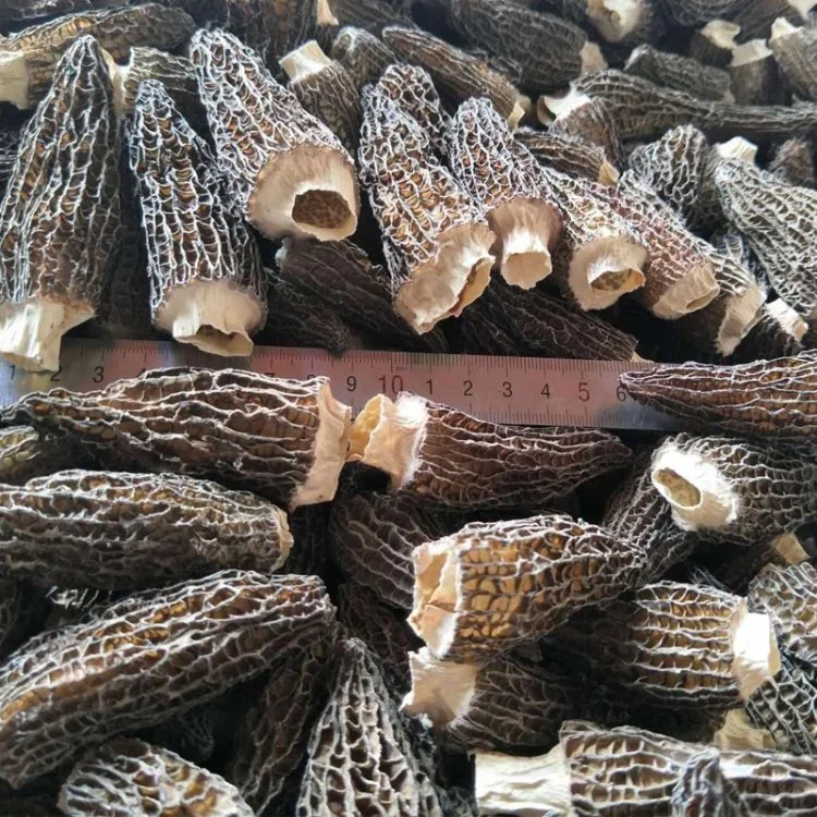 Wholesale/Supplier Dried Morel Morchella, proveedor de China