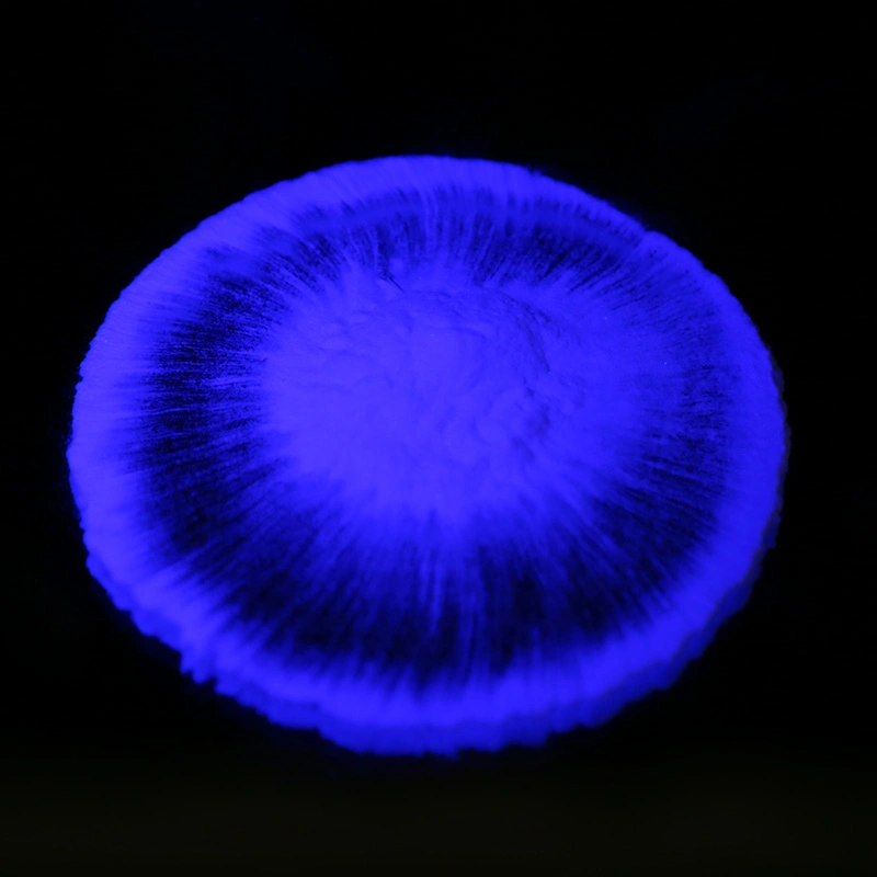 Strontium Aluminate Powder Luminous Pigment