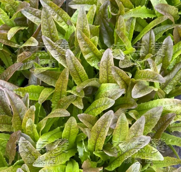 Semillas de Lechuga Púrpura semillas de verduras de primavera