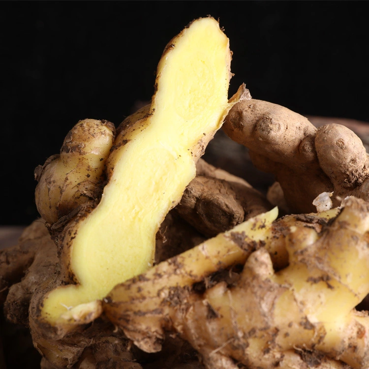 Vietnam Fresh Ginger Ginger Powder Dry Ginger - Vietnam Spices - Ginger Exporter