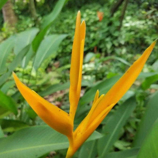 Heliconia Subulata plantas Real