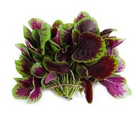 Amaranthus Mangostanus Extract/Red Spinach Extract Powder