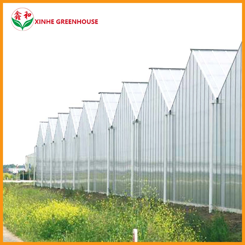 Feuille de polycarbonate Tunnel Multispan Maison verte pour les légumes de serre avec la culture hydroponique