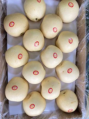 China Cartón de alta calidad de cultivo de la corona de grado superior en forma de pera la pera de oro amarillo oro dulce puerto de Qingdao fresco 100% de la madurez jugosa.