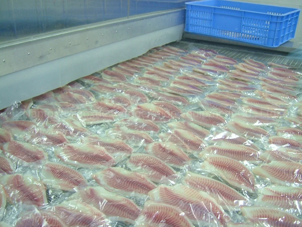 IQF Tunnel Freezer for Peru Frozen Squid