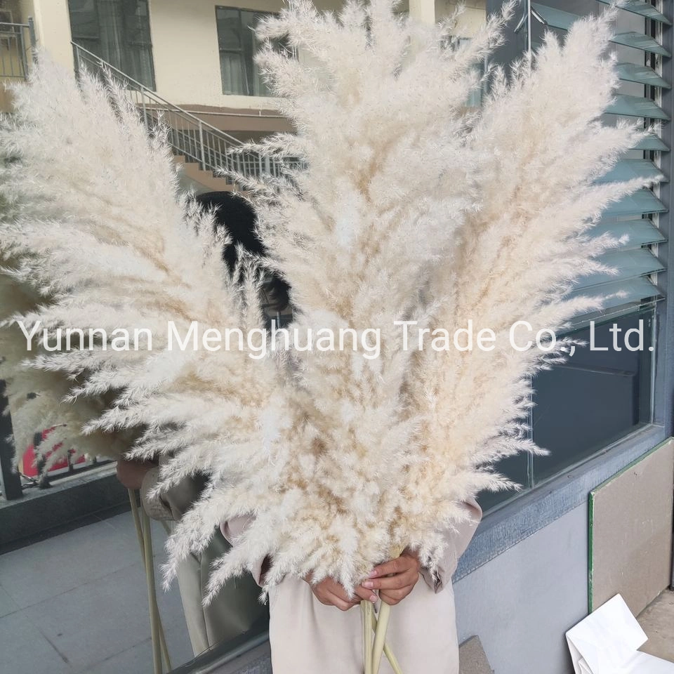 Wholesale/Supplier Boho Wedding Decor Large Plume Dry Pampas Grass Flower Decor Natural Real Preserved Dried Pampas Grass for Amazon Hot Sale