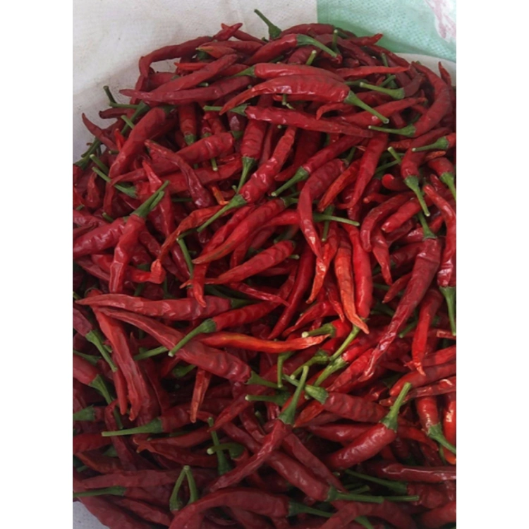 High Pungency جفاف أحمر 819 chili الكل