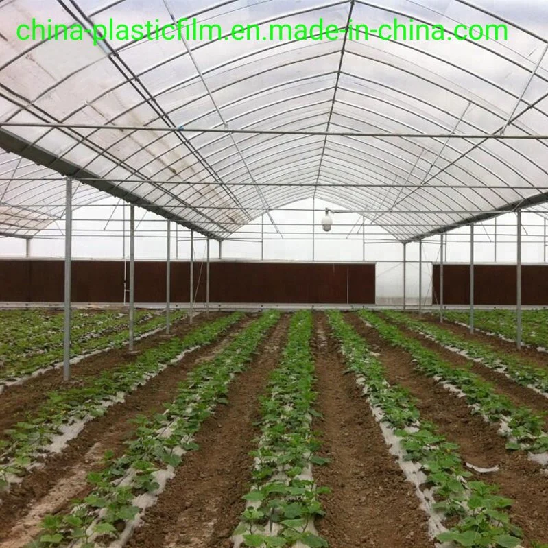 Multi-Span Plastic Film Greenhouse Tomato Greenhouse and Strawberry Greenhouse Turnkey Project