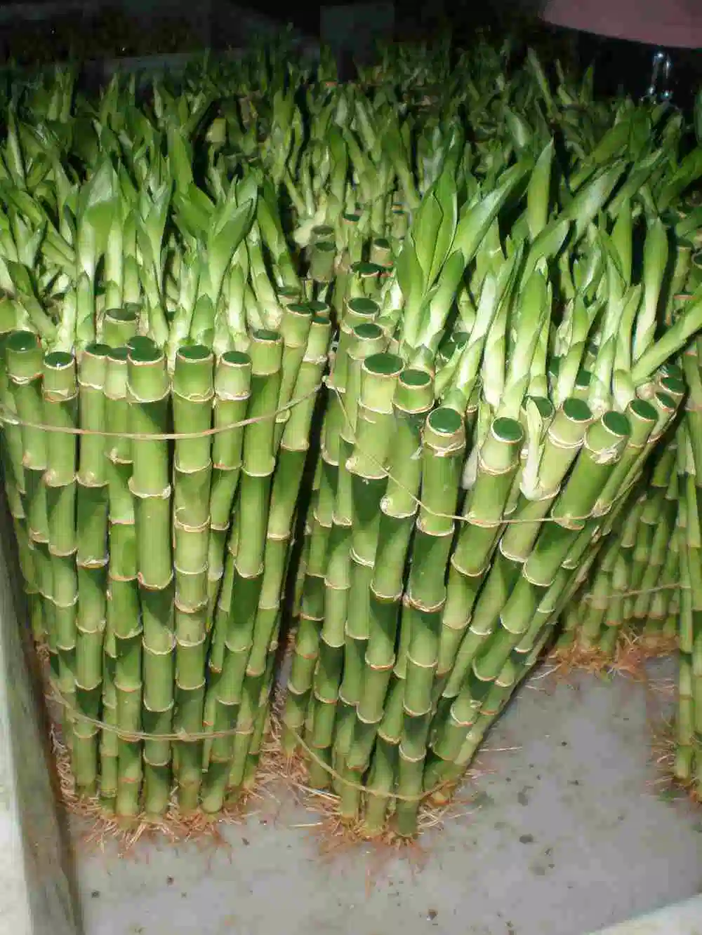 45cm Garten Ornamente Lucky Bamboo Straight Bambus Stick Großhandelspreis