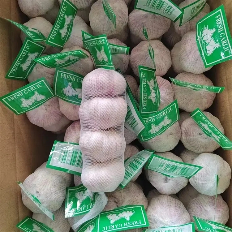 Supply China Fresh Red Garlic Normal White Garlic Fresh 10kgs for Import/Export