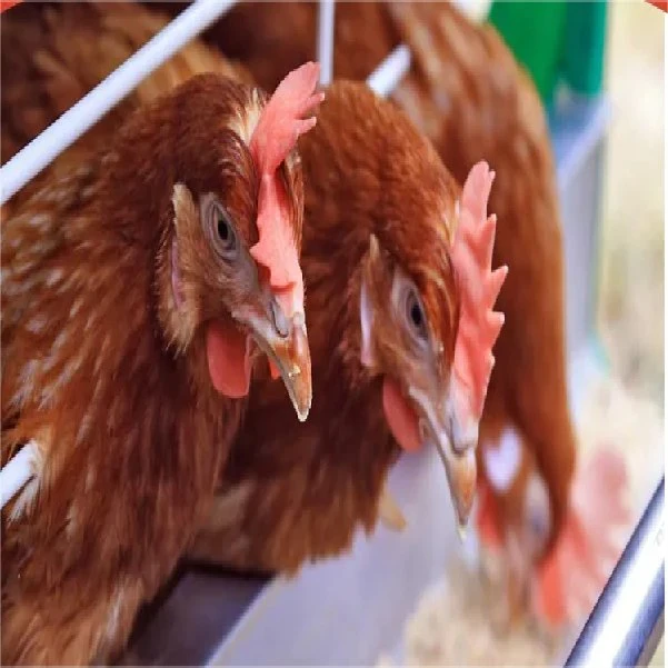 Equipo comercial de alimentación de pollo sistema automático de pilas para pollos Venta