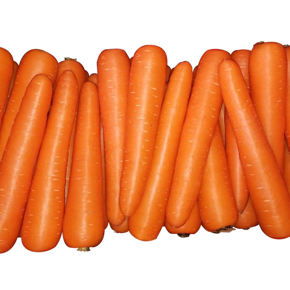 Good Quality and Price Carrot From Shandong Area