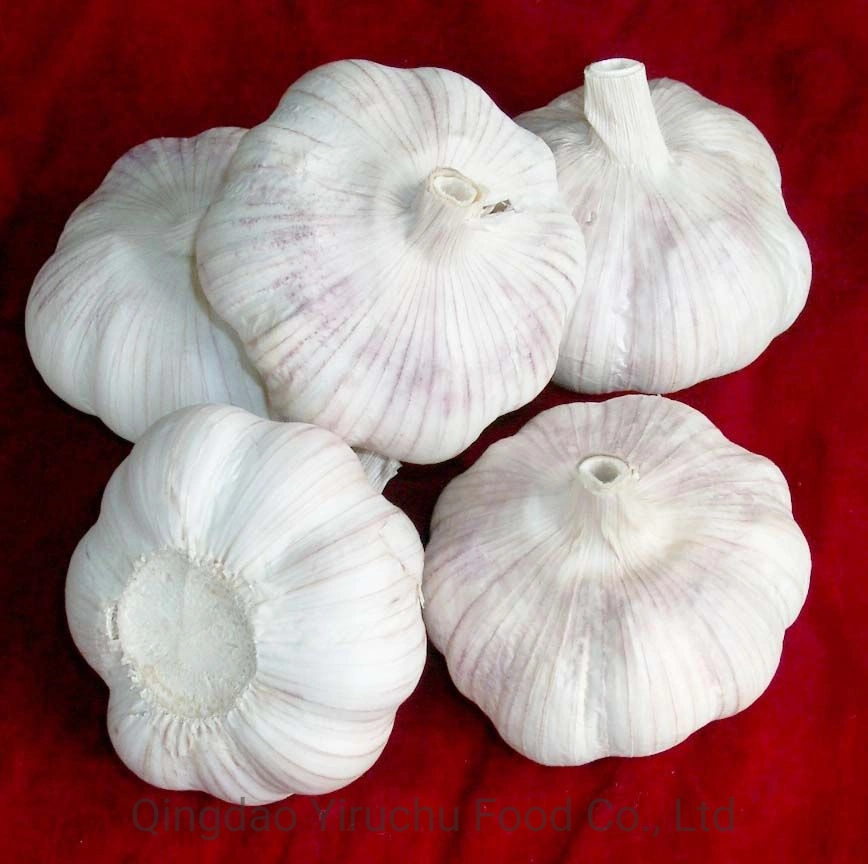 High Quality and Low Price Small Package of Chinese Pure White Garlic for New Crops