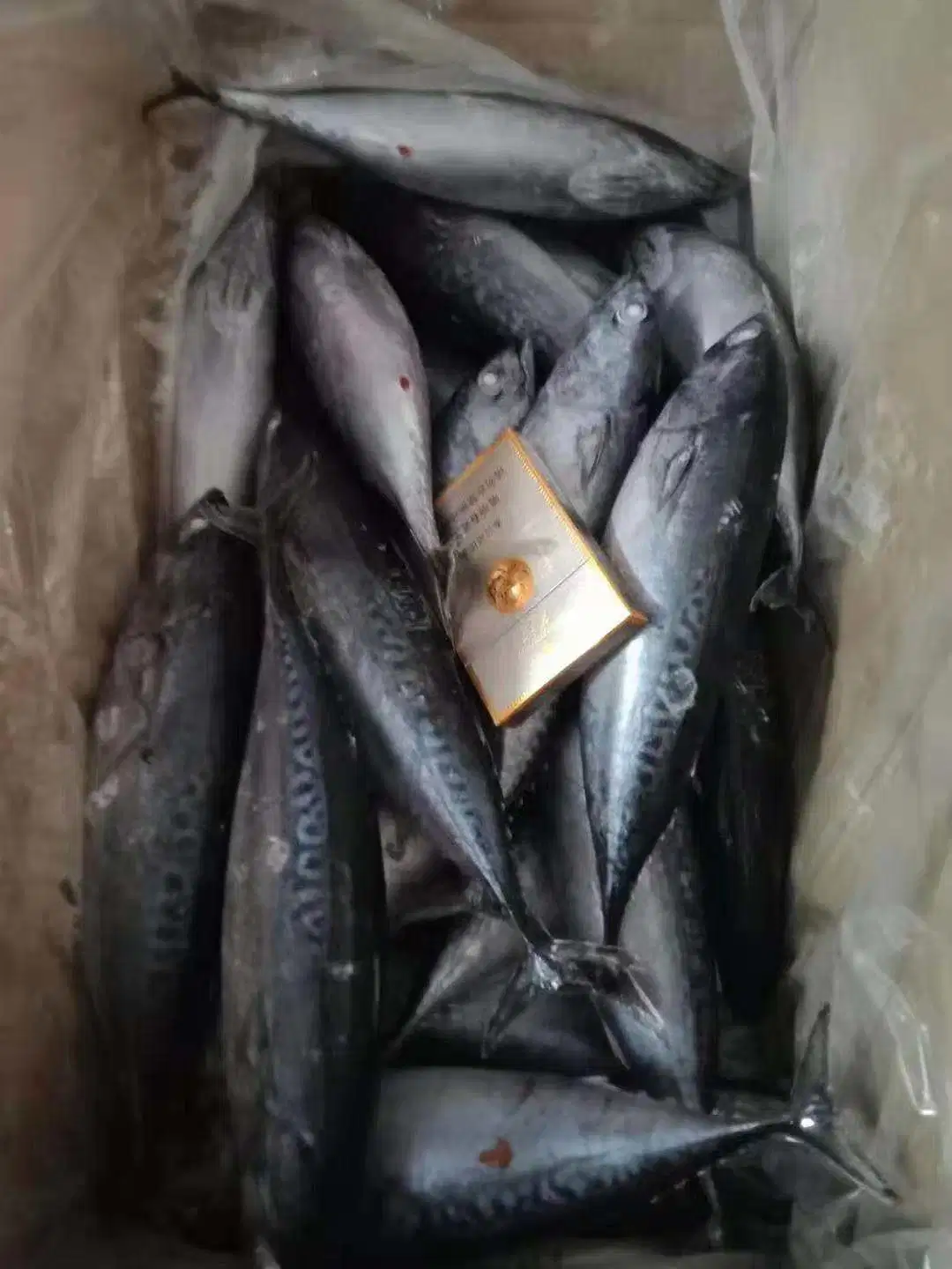 Buen precio congelado de pescado fresco Bonito 300-500g de bonito con rayas