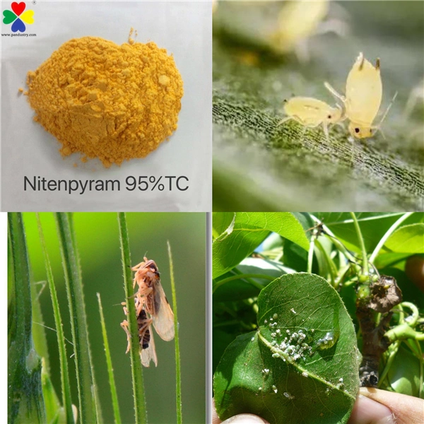 Manufacturer Supply Inesticide Nitenpyram 95%Tc