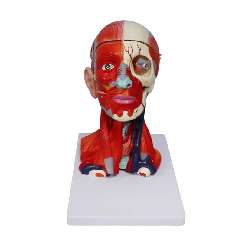 SY-N027 Medical Training Model Anatomy Human Half Head Vessels neurovascular Modelo