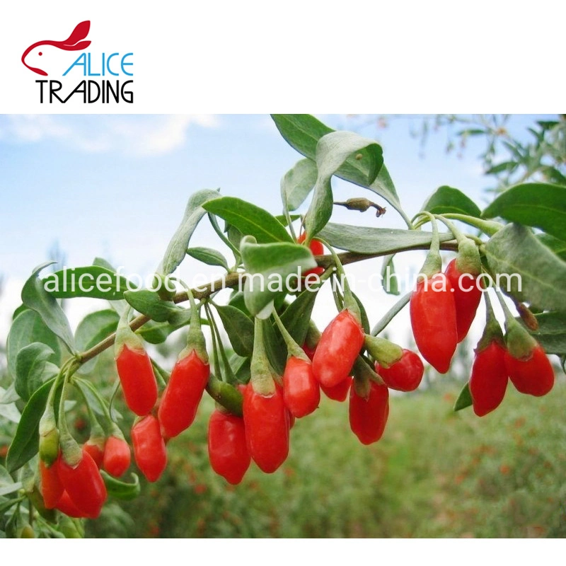 Exporting Chinese Health Foods Dried Goji Berry