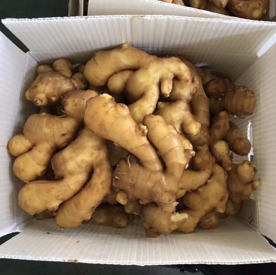 Hot Sales Fresh Ginger para exportação