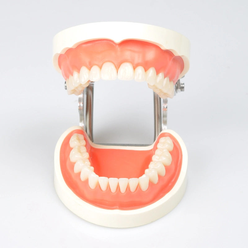 Modelo de dientes para Clínica Dental