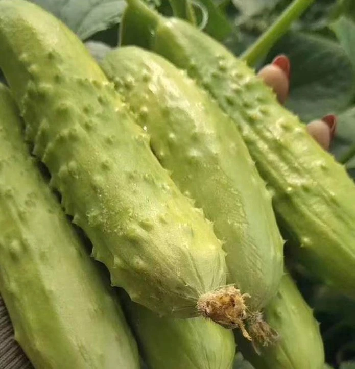 Heat Cold Strong Disease Resistance Spikes Cucumber Seeds