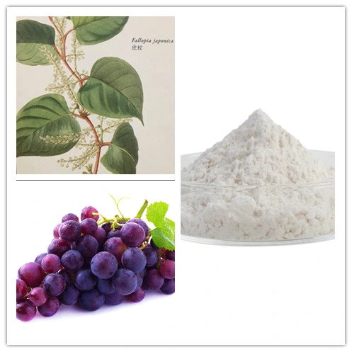 99% Trans-Resveratrol Powder Resveratrol Polygonum Cuspidatum Root Extract CAS No. 501-36-0