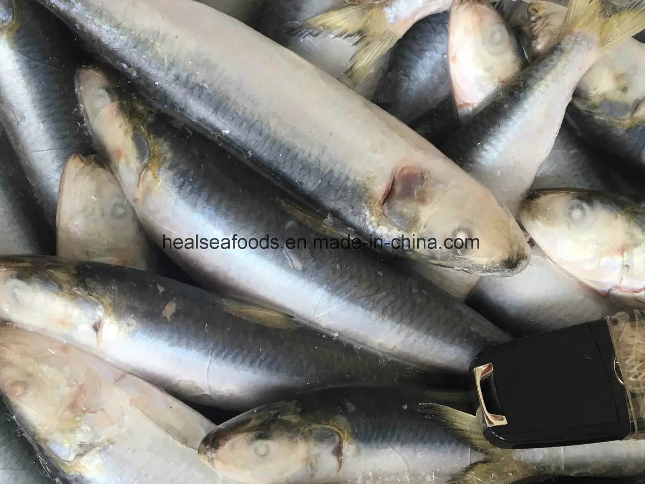 New Landing Sardine for Market