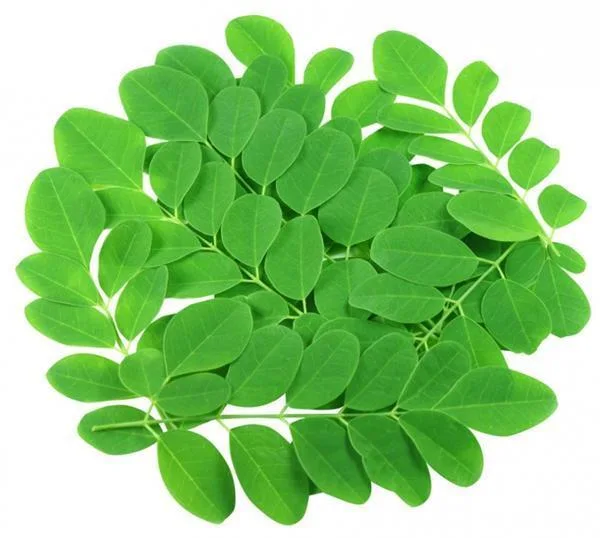 Hochwertiger bester Preis-organische Moringa.oleifera-Blätter/Blatt-Auszug-Puder in Indien
