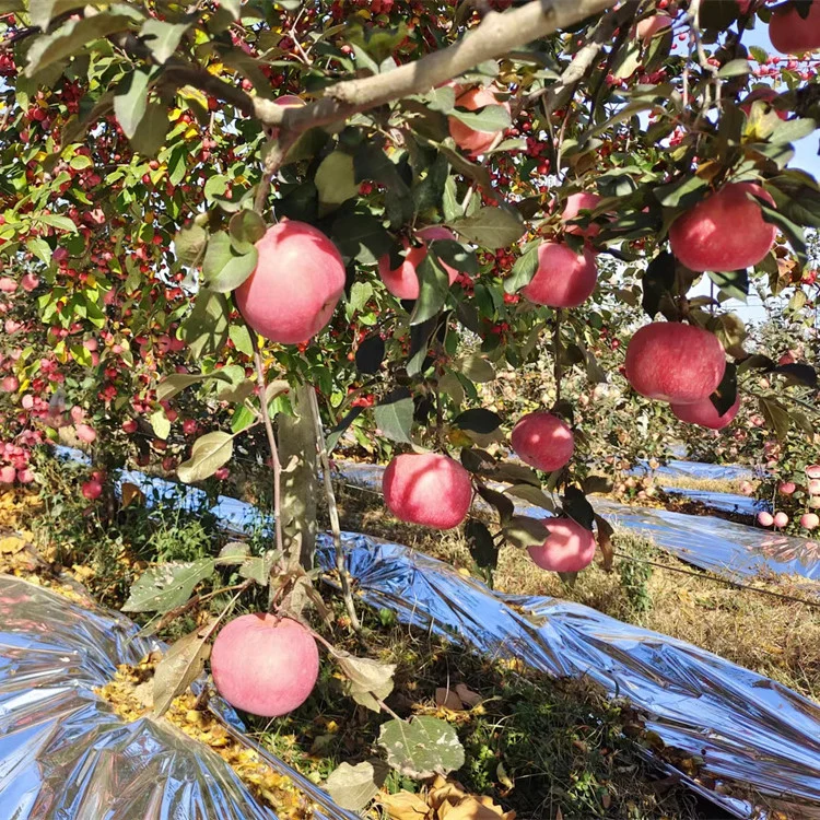 Factory Organic Food Fresh FUJI Apples