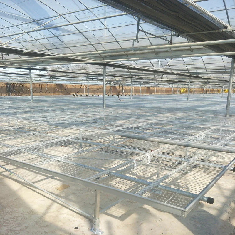 Das landwirtschaftliche Wasserkultur Polycarbonat-Blatt-Gewächshaus wachsen Systeme