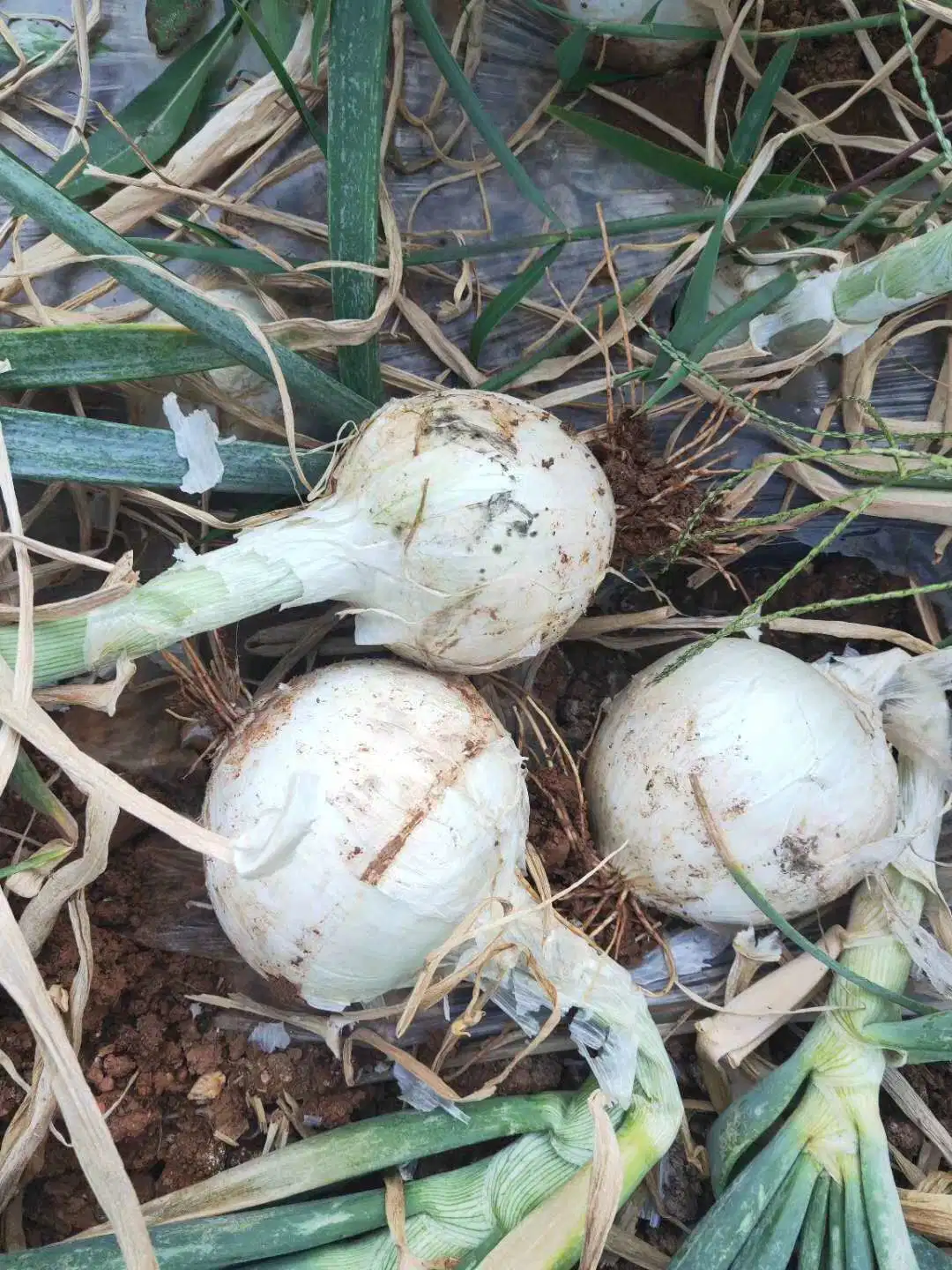 New Crop Chinese Fresh White Onion