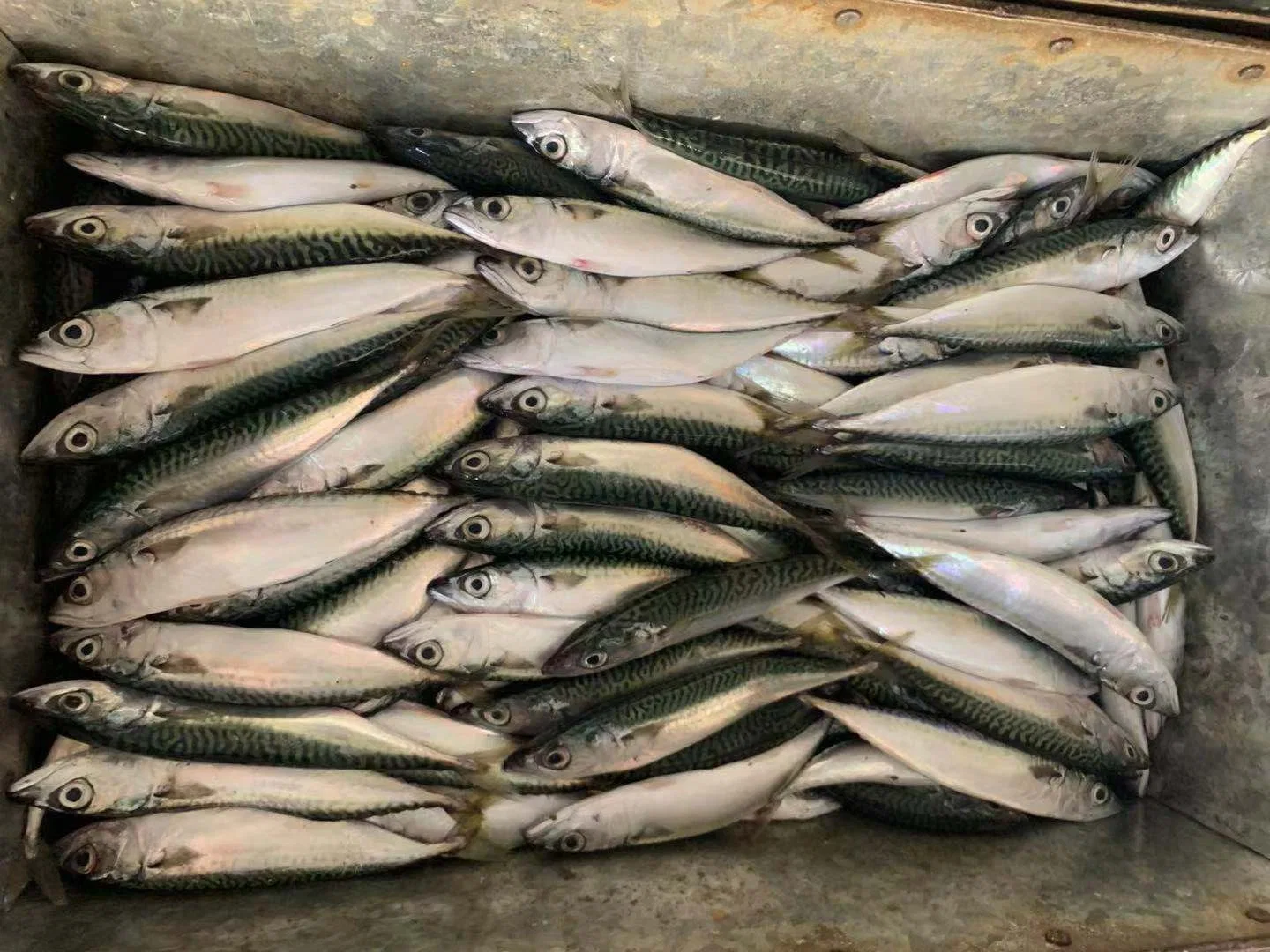 Land Frozen Fish Pacific Mackerel 160-180 with Competitive Price