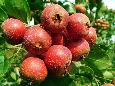 Hawthorn extracto de fruta con los flavonoides del 25%/80% Contiene quercetina