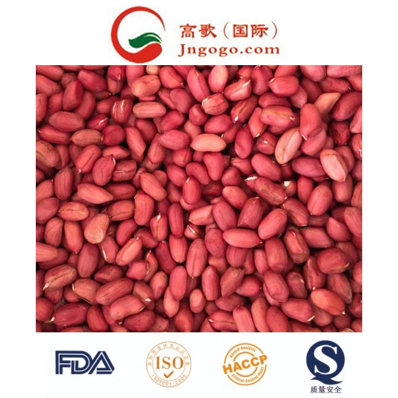 Top Quality Peanut Kernels for Exporting