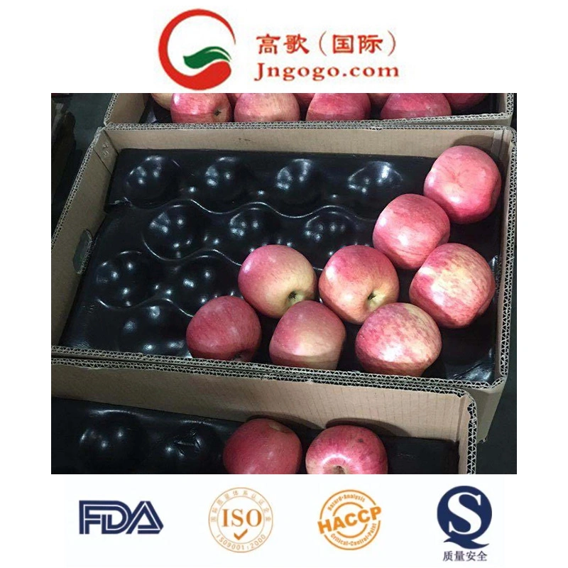 Fresh FUJI, Huaniu, Gala, Golden, Qinguan Apple