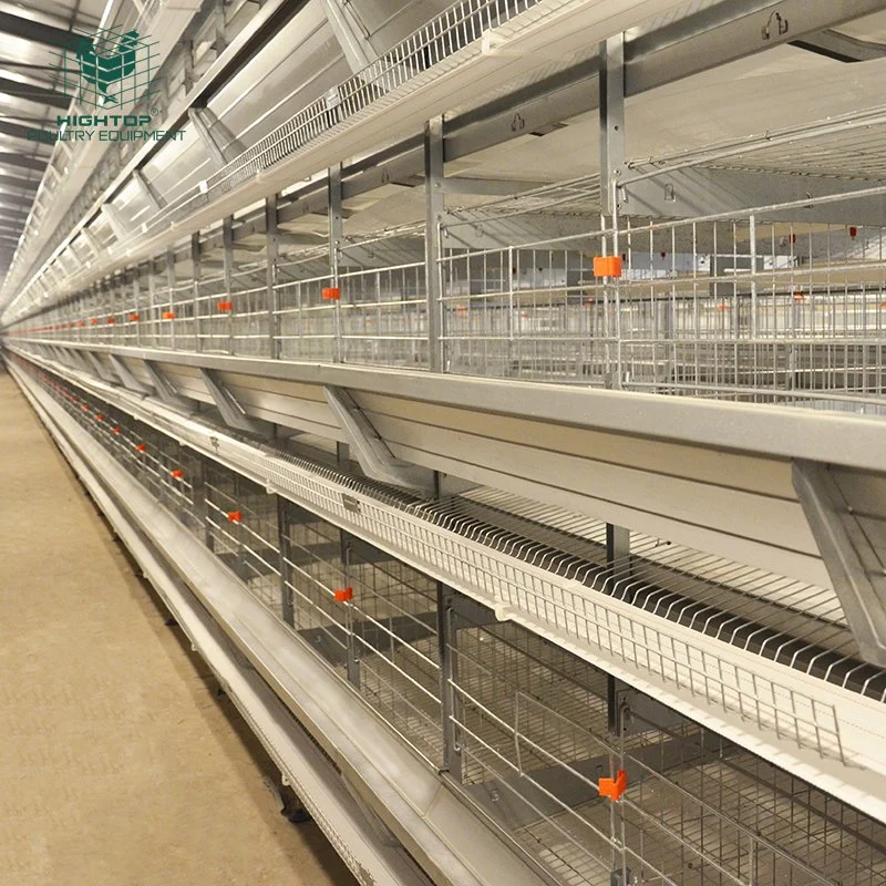 35000 Birds Poultry Farm Used H Type Automatic Layer Cage With Free Chicken House Design