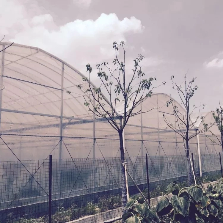 Invernadero de bayas de politúnel para la plantación de la agricultura