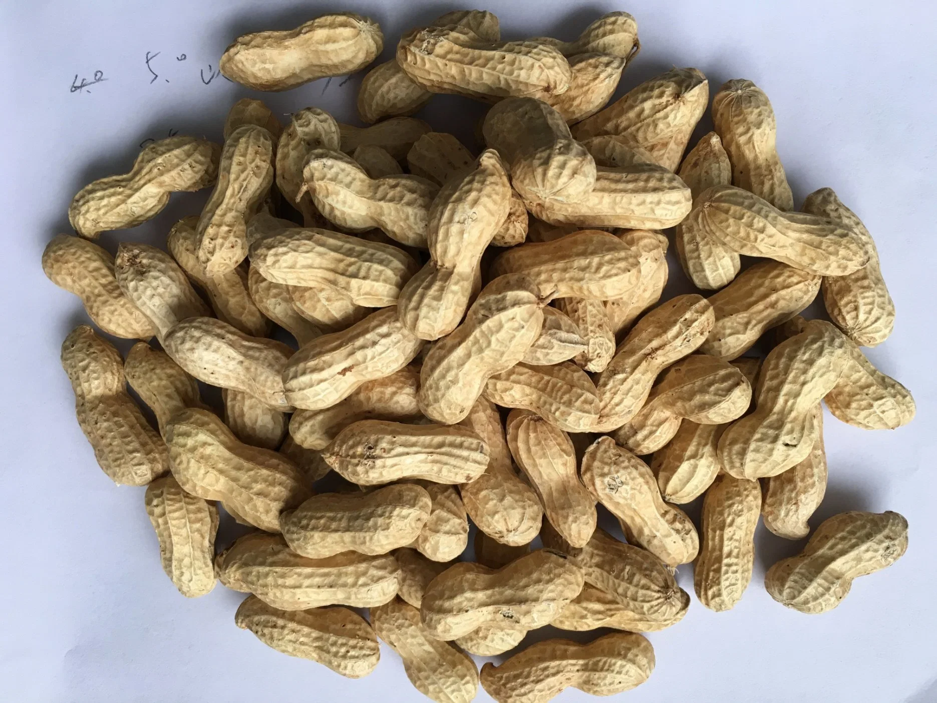 China Groundnut in Shell Washed 9/11 11/13