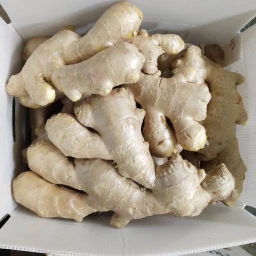 Super Quality Chinese Fresh Ginger to Canada Market