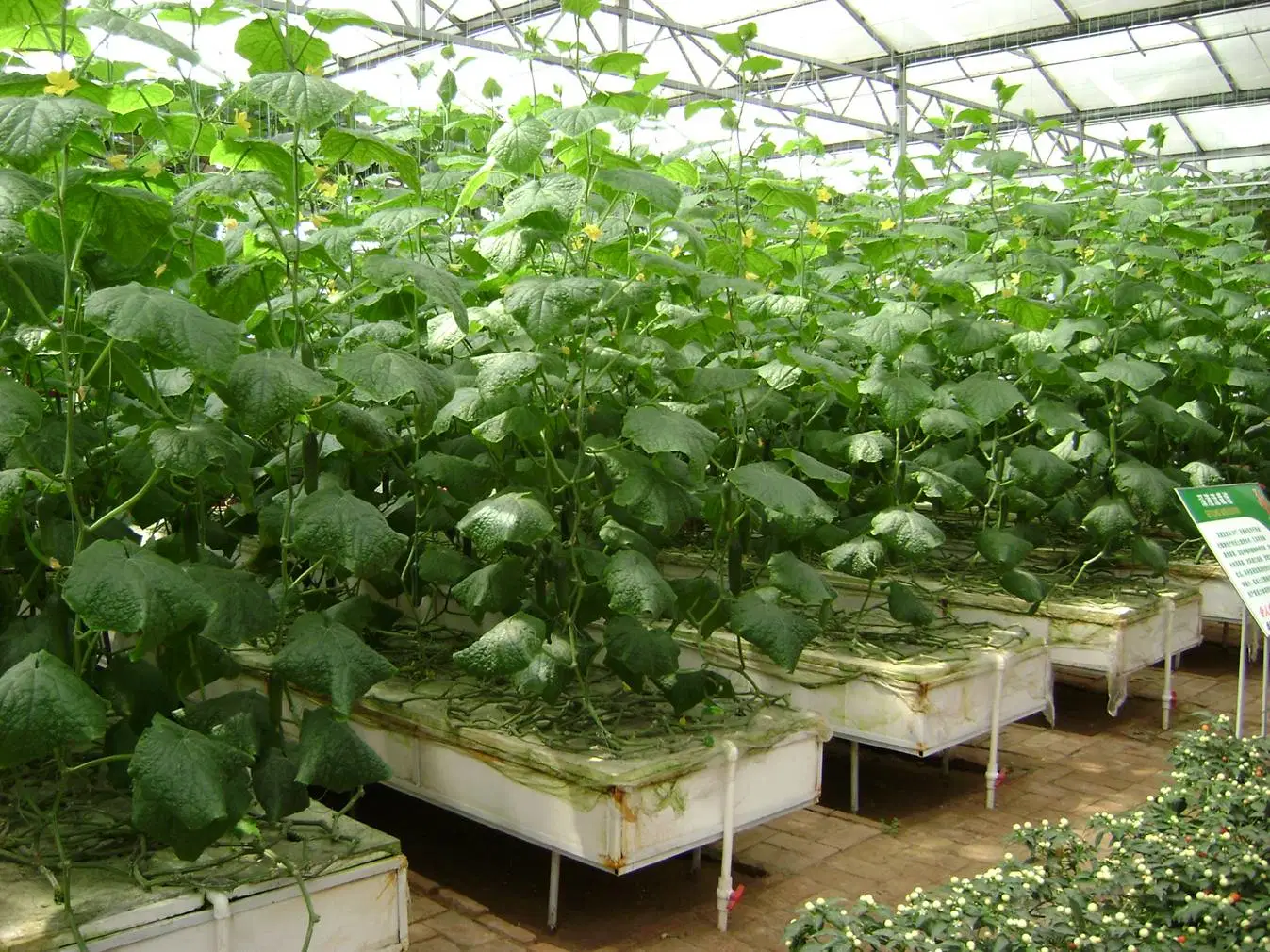 Hydroponics Greenhouse