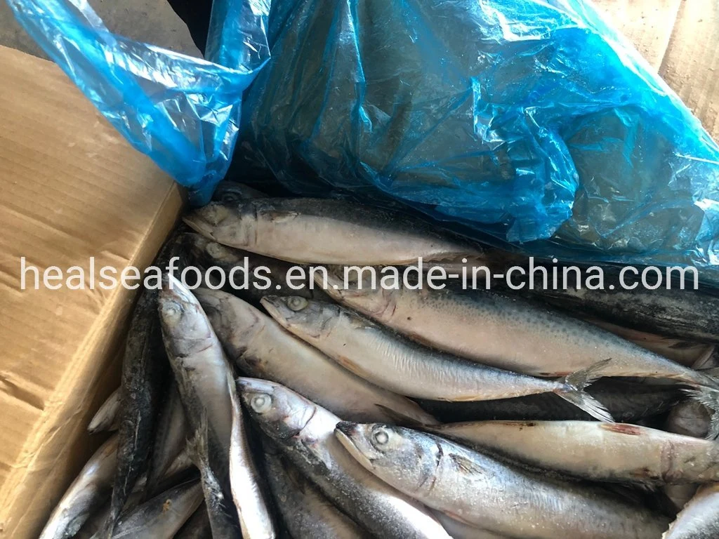 El tamaño 100-150g N° 10 Mar Congelados Pacífico Caballa pescado Thomson para Rwanda