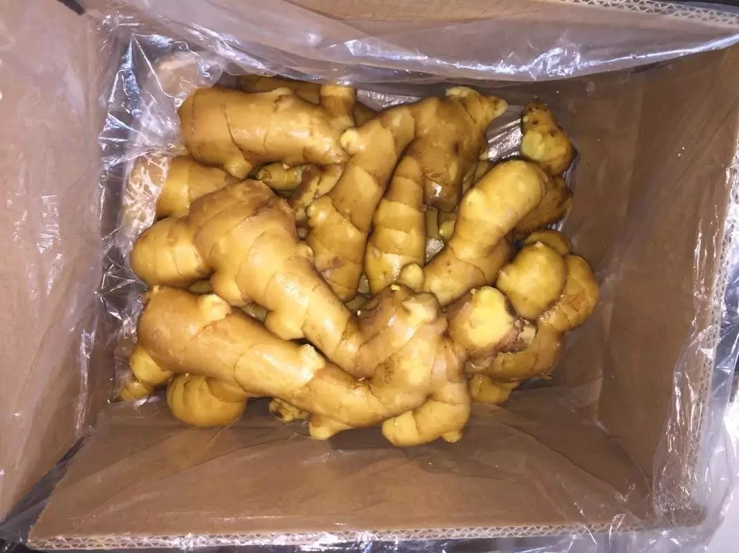 High-Quality Agriculture Products: Fresh Ginger From Shandong