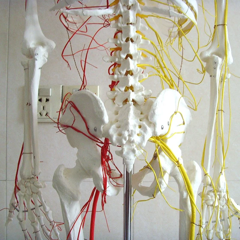 Buen precio de la enseñanza anatómica de demostración de la enseñanza humana esqueleto de nervios y vasos de tamaño natural