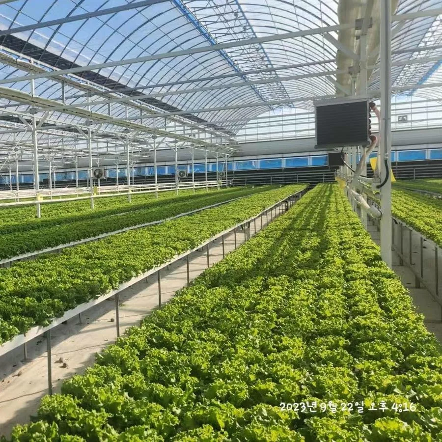 Greenhouse Farming Equipment Vertical Hydroponics System for Herbs Salads Planting