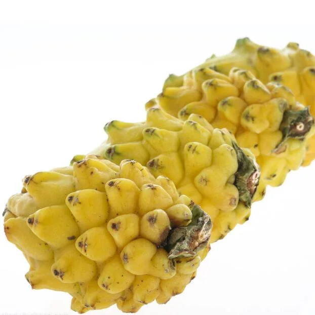 huo long guo hybrid yellow dragon fruit seeds yellow pitaya seeds